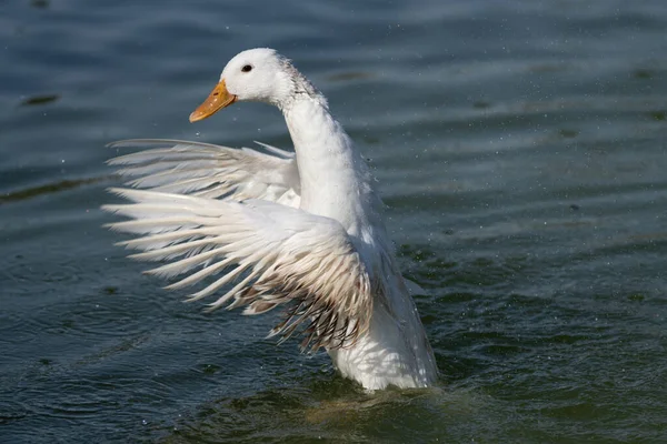 Beautiful White duck flapping it\'s wings while swimming in the lake and with droplets flying all around it.