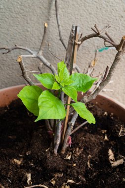 young lush green plant growing in soil in a brown pot on a balcony garden