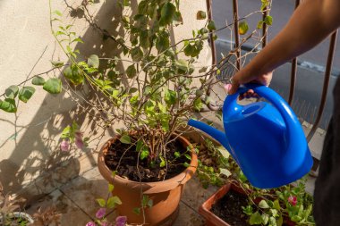 a human hand watering plants in the balcony garden.
