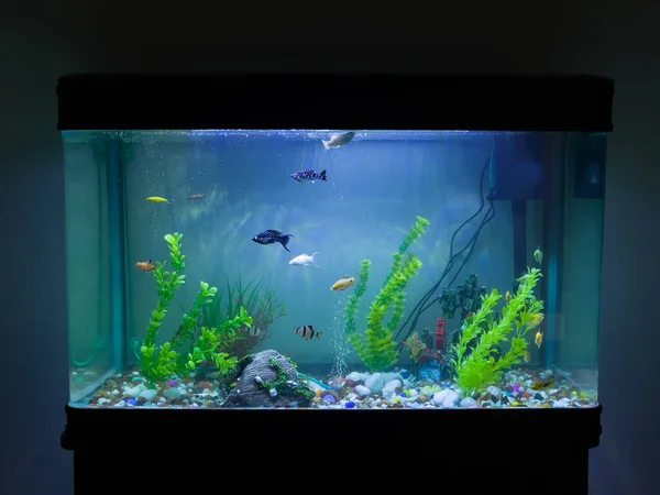 Ryb Domowych Pływających Dobrze Oświetlonym Akwarium Sztucznymi Roślinami Kamyczkami — Zdjęcie stockowe