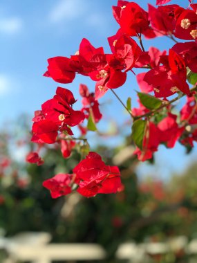 Bahçedeki parlak ve güzel kırmızı Bougainvillea çiçekleri arka plandaki mavi gökyüzüne karşı görülür..