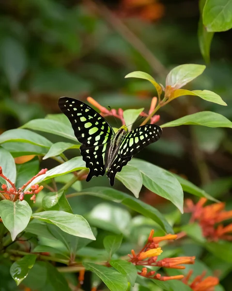 Papillon Jay Queue Graphium Agamemnon Nourrissant Nectar Des Fleurs Jardin — Photo