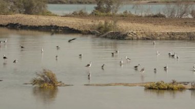 Dubai, Birleşik Arap Emirlikleri 'ndeki ras al khor yaban hayatı sığınağındaki mangrovun sığ sularında avlanan büyük bir grup ya da sürüsü..