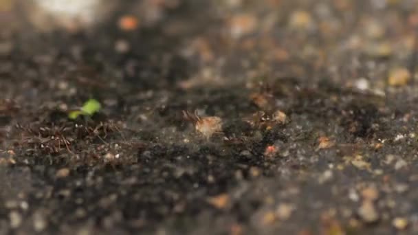 Крупный План Оживленной Супермагистрали Formicidae Муравьи Переносят Еду Другие Вещи — стоковое видео