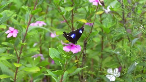 Een Prachtige Mannelijke Blauwe Maanvlinder Hypolimnas Bolina Rustend Een Roze — Stockvideo