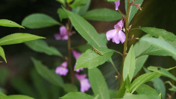 Bahçedeki Bir Bahçe Balsam Bitkisinin Yaprakları Üzerinde Dinlenen Küçük Kısa — Stok video