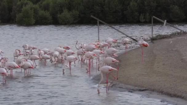 Větší Flamingo Phoenicopterus Roseus Chůze Břehu Vodám Mangrovníku Krmit Preen — Stock video