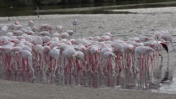 Flamboyance Greater Flamingo Phoenicopterus Roseus Seen Feeding Shallow Waters Mangrove — стокове відео