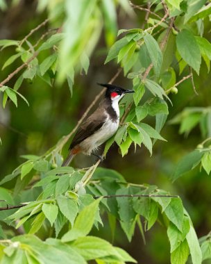 güzel, kırmızı bıyıklı bir bulbul (Pycnonotus jocosus), bahçedeki bir dala tünemiştir..
