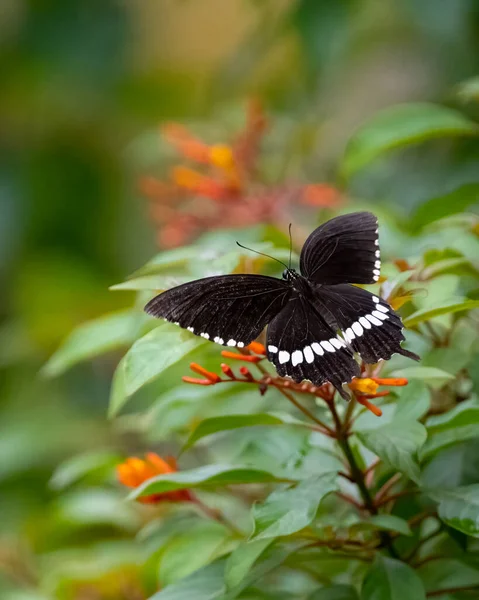 Mórmon Comum Macho Bonito Papilio Polytes Borboleta Descansando Arbusto Flores — Fotografia de Stock