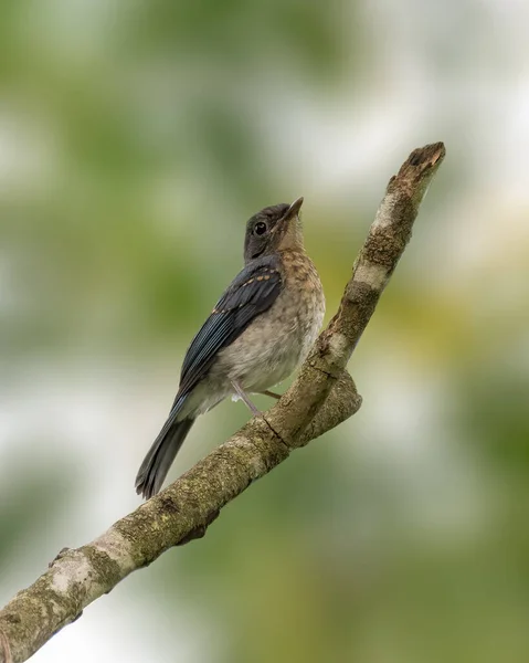Krásný Juvenilní Tickell Blue Flycatcher Cyornis Tickelliae Usazený Větvi Stromu — Stock fotografie