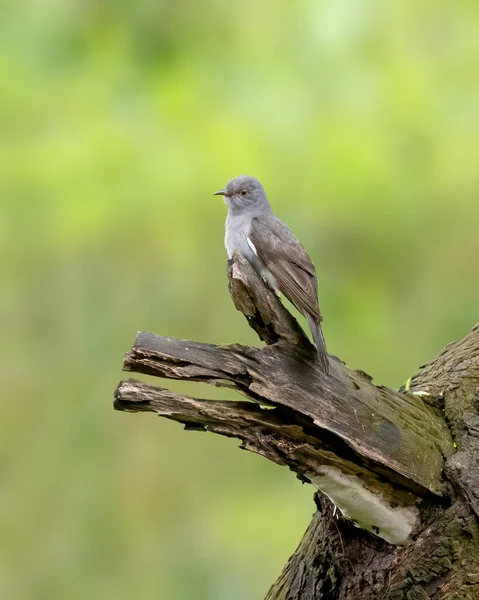 Yalnız Bir Gri Göbekli Guguk Kuşu Cacomantis Passerinus Vahşi Doğada — Stok fotoğraf