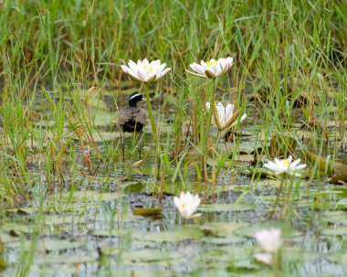 Bronz kanatlı bir jacana (Metopidius indicus), vahşi bir nilüfer havuzunda su bitkisi üzerinde yürür..