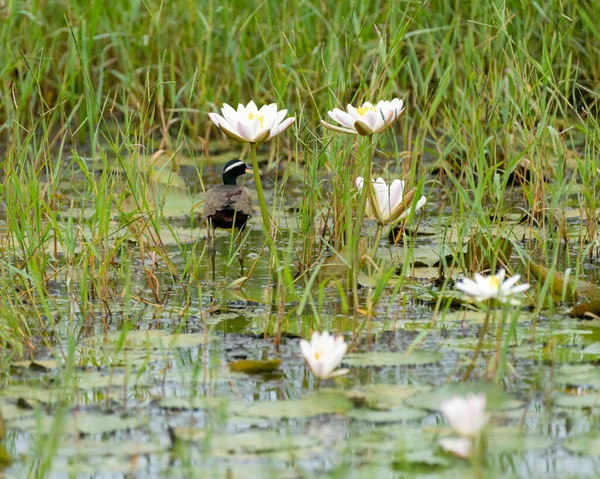 Бронзовокрылая Якана Metopidius Indicus Прогуливающаяся Водной Растительности Пруду Лилиями Дикой — стоковое фото