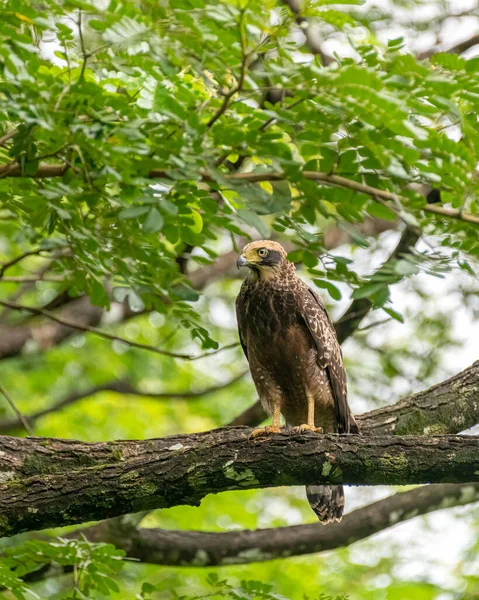 stock image a beautiful juvenile crested serpent eagle (Spilornis cheela) juvenile, perched on a tree branch in the wild forests of Goa, India.