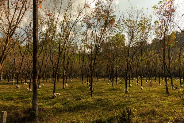 Kilátás Gumifa Hevea Brasiliensis Ültetvény Fürdött Arany Fényben Alkonyatkor Wayanad — Stock Fotó