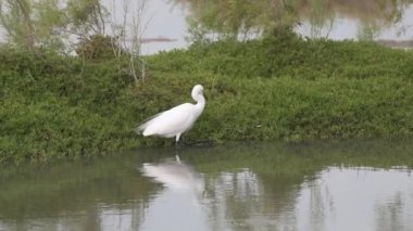Dubai, Birleşik Arap Emirlikleri 'ndeki Ras al khor yaban hayatı mabedi kıyılarında yürüyen güzel bir Akbalıkçıl (Egretta garzetta). Yavaş çekim HD video.