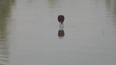 Lone Glossy Ibis (Plegadis falcinellus), Dubai, Birleşik Arap Emirlikleri 'ndeki Ras al khor yaban hayatı sığınağında sığ sularda dururken tüylerini kabartıyor. Yavaş çekim HD video.