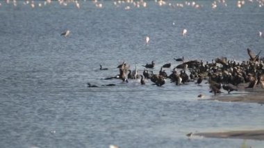 Göl kıyısına yakın olan ve Dubai, Birleşik Arap Emirlikleri 'ndeki Ras Al Khor doğal yaşam sığınağında tek tek uçan bir büyük karabatak sürüsü. Yavaş çekim HD görüntüler.