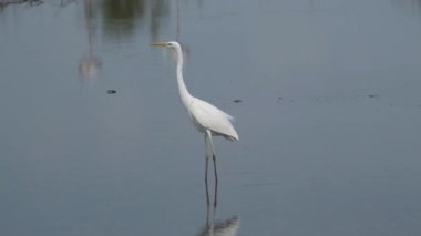 Lone Great Egret (Ardea alba), Dubai, Birleşik Arap Emirlikleri 'ndeki Ras al khor doğal yaşam sığınağındaki gölün sığ sularından uçar. Yavaş çekim HD video.