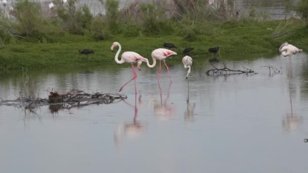 플라밍고 포에니 아랍에미리트 두바이에 라스알 동물보호 구역에서 호수를 가로질러 걸어가고 — 비디오