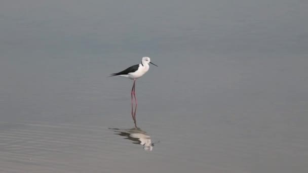 날개를 Himantopus Himantopus 기둥은 호수에 있으며 아랍에미리트 두바이에 라스알 구역에서 — 비디오