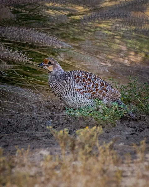 Beautiful Grey Francolin Ortygornis Pondicerianus Also Known Francolin Grey Partridge — Stock Photo, Image