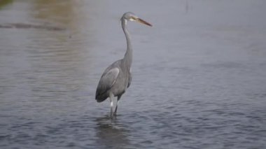 Bir Batı resif balıkçıl (Egretta gularis), Dubai, Birleşik Arap Emirlikleri 'ndeki Ras al khor vahşi yaşam sığınağında gölün sığ sularında balık avlar. Yavaş çekim HD video.