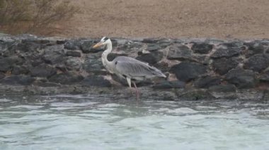 Lone Grey heron (Ardea cinerea), suyun kenarında yürüyor ve Dubai, Birleşik Arap Emirlikleri 'ndeki Ras al khor doğal yaşam sığınağında hızla akan suya dikkatle bakıyor. Yavaş çekim HD video.