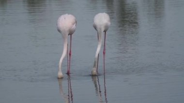 Bir çift Büyük Flamingo (Phoenicopterus roseus), Dubai, Birleşik Arap Emirlikleri 'ndeki Ras al khor vahşi yaşam sığınağında sığ sularda beslenir. Yavaş çekim HD video.