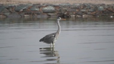 Bir Yalnız Gri balıkçıl (Ardea cinerea), Dubai, Birleşik Arap Emirlikleri 'ndeki Ras al khor doğal yaşam sığınağında, gölün sığ sularında hareketsiz durur. Yavaş çekim HD video.