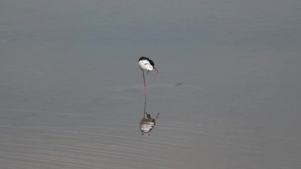 Einsamer Stelzenläufer Himantopus Himantopus Der Hoch Seichten Wasser Eines Sees — Stockvideo