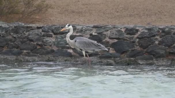 Lone Grey Heron Ardea Cinerea Caminhando Sobre Borda Água Olhando — Vídeo de Stock