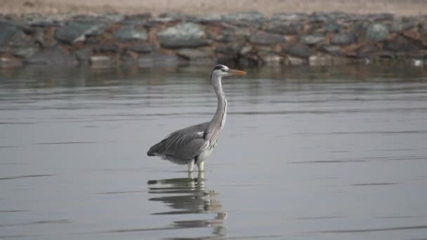 Цапля Lone Grey Heron Ardea Cinerea Стоящая Мелководье Озера Заповеднике — стоковое видео