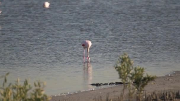 Flamingo Maior Solitário Phoenicopterus Roseus Pisando Água Para Agitar Comida — Vídeo de Stock