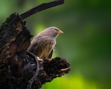 Yalnız bir orman gevezesi (Turdoides striata), ölü ve kırık bir ağaç gövdesine tünemiştir..