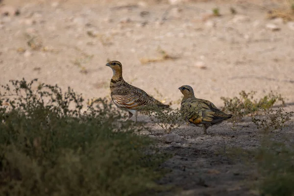 A pair of Pin-tailed sandgrouse (Pterocles alchata) resting the shade of a tree at the Al marmoon DCR in Dubai, United Arab Emirates.