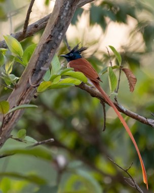 Güzel bir Hint cenneti sinekkapanı (Terpsifon paradisi) bahçedeki bir ağaç dalına tünemişti..