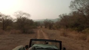 Hindistan 'ın başkenti Rajasthan' daki Ranthambore Ulusal Parkı 'nda alacakaranlıkta yakalanması zor bengal kaplanını aramak için engebeli patika yollarındaki açık jip safarisi sırasında turist POV. HD görüntüler.