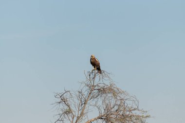 Yalnız bir batılı bataklık harrier (sirk aeruginosus) bir ağacın tepesine tünemiş ve doğrudan Al Marmoom Çölü koruma alanı Dubai, Birleşik Arap Emirlikleri 'ndeki kameraya bakıyordu..