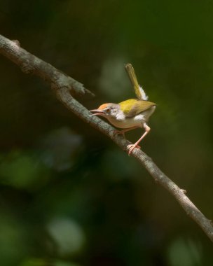 Yalnız ve güzel bir dişi terzi kuş kuyruğu havada bir ağaç dalına tünemiş. Ortomus sutorius olarak da bilinir..