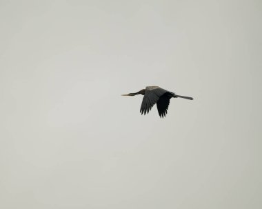 Mangalore, Karnataka, Hindistan 'da gri gökyüzüne karşı uçan yalnız bir Doğulu darter. Ayrıca Anhinga melanogaster olarak da bilinir..