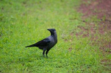 Bahçedeki yeşil çimlerin üzerinde duran bir Ev Kargası (Corvus görkemli). Kızılderili, Gri boyunlu, Seylan ya da Colombo kargası olarak da bilinir..