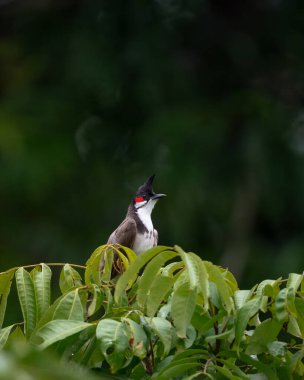 A lone Red-whiskered bulbul (Pycnonotus jocosus), perched on a treetop in the garden looking away. Also called the Crested bulbul. clipart