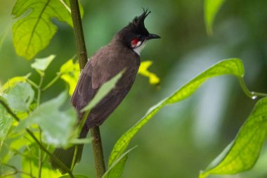 Close-up side view of a Red-whiskered bulbul (Pycnonotus jocosus), perched on a tree branch in the garden. Also called the Crested bulbul. clipart