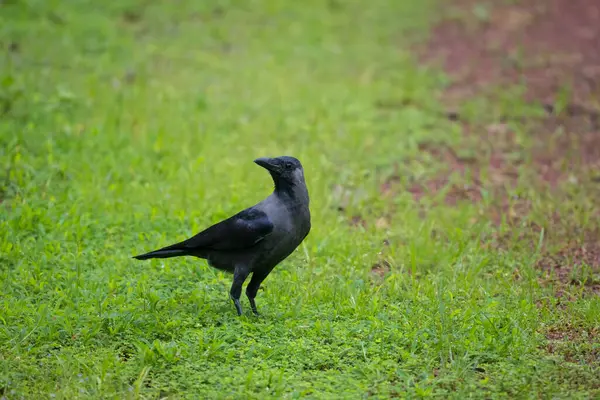 stock image A House Crow (Corvus splendens) standing on green grass in the garden. Also known as the Indian, Greynecked, Ceylon or Colombo crow.