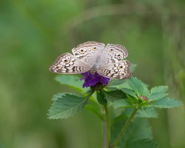 stock image Close-up of a Grey pansy butterfly feeding on a purple flower in the garden with it's wings spread open in Mangalore, Karnataka, India. Also called Junonia atlites.