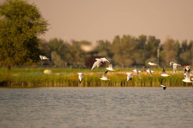 Slender gagalı martı sürüsü güzel bir akşamın altın güneş ışığında gölün üzerinde uçuyor. Bunlara Chroicocephalus genei de denir..