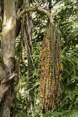 Güney Hindistan 'da uzun bir palmiye ağacının kuyruğunda renkli meyveler yetişiyor..