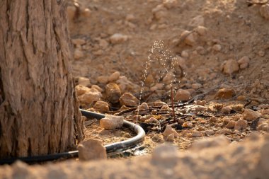 Drip irrigation system at work providing water to the palm trees and other vegetation in the desert at the Al Marmoom Desert Conservation Center in Dubai, United Arab Emirates. clipart